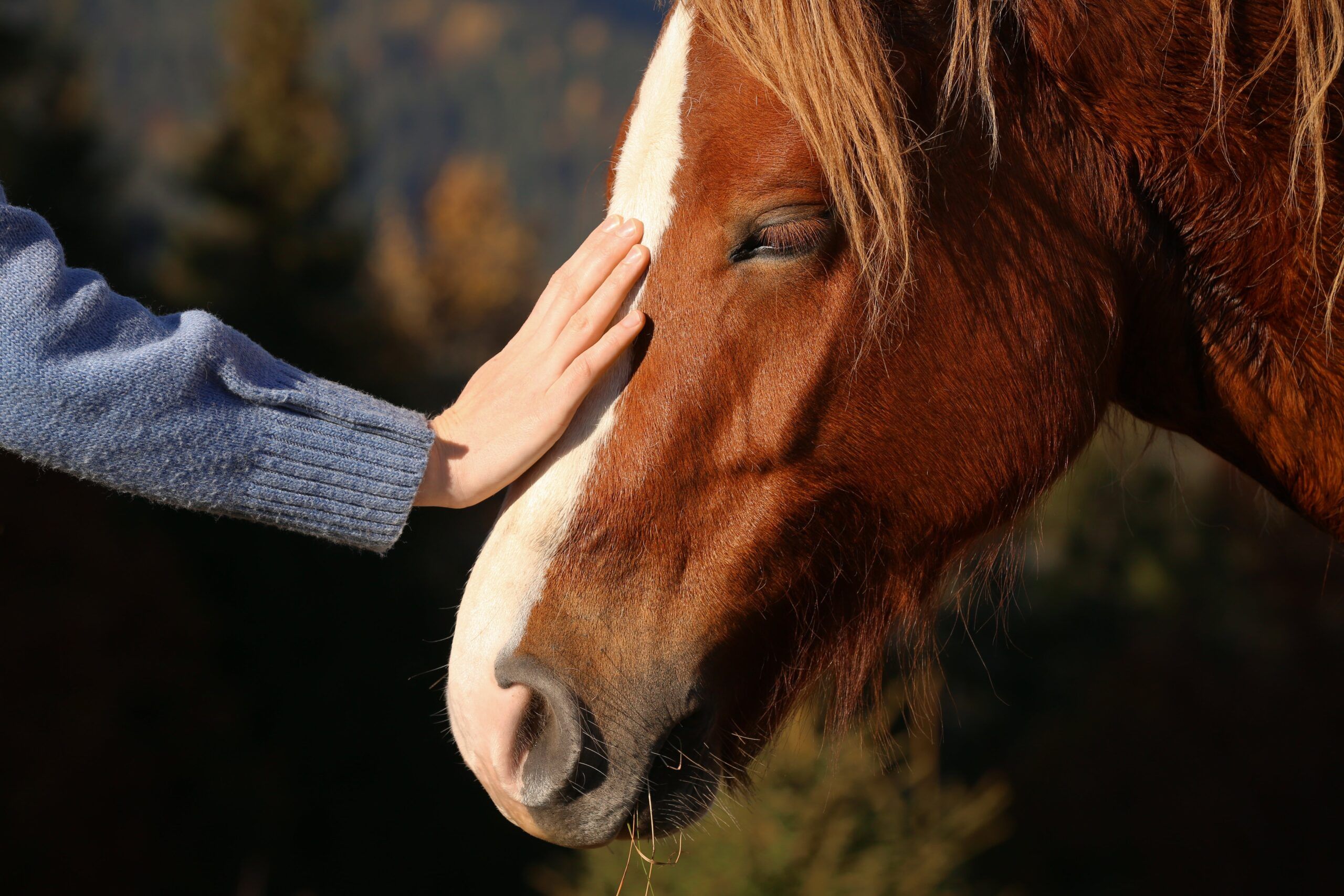 Equine therapy as aprt of experiential therapy in Boulder, Colorado