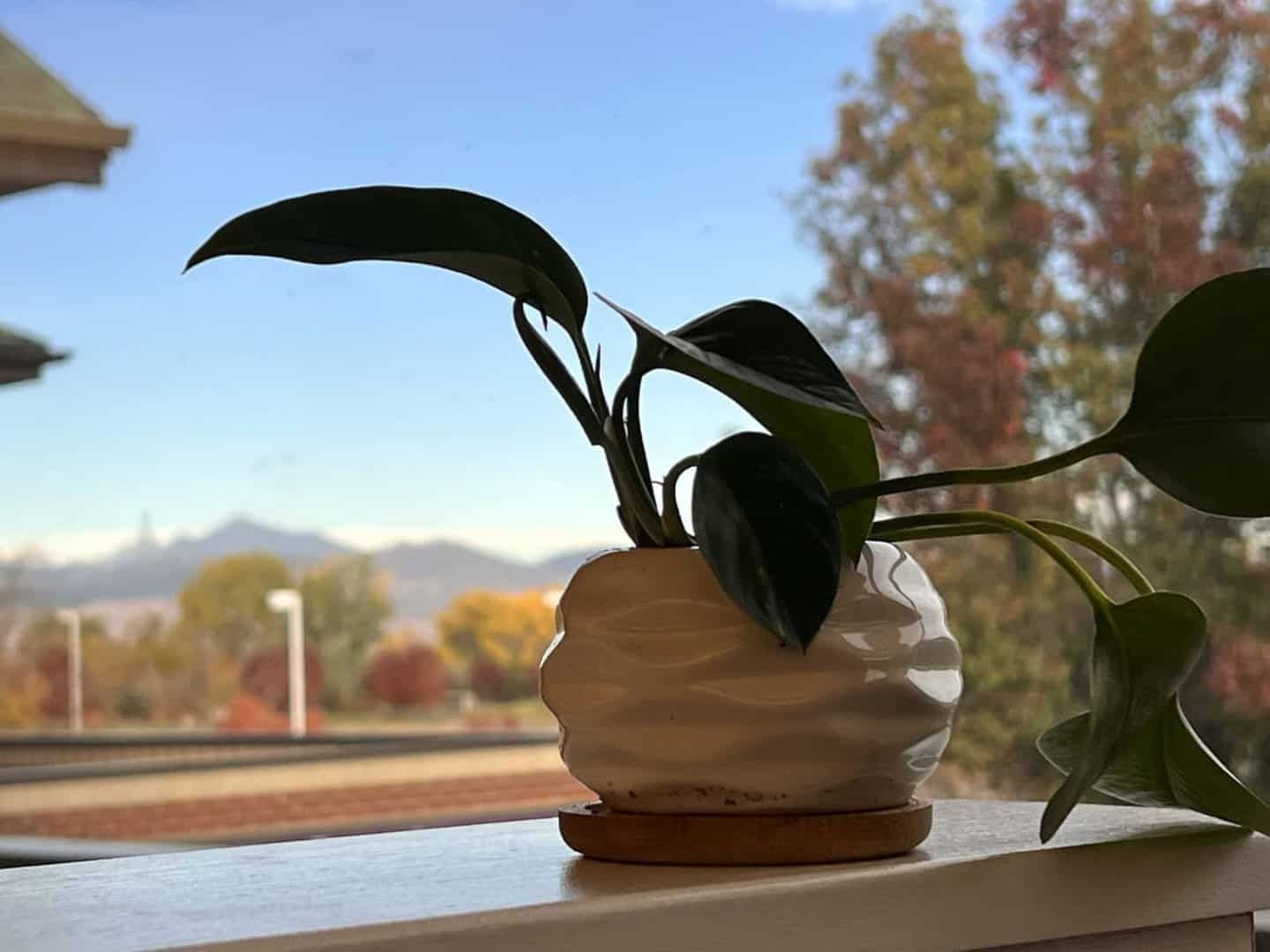 potted plant on a window sill