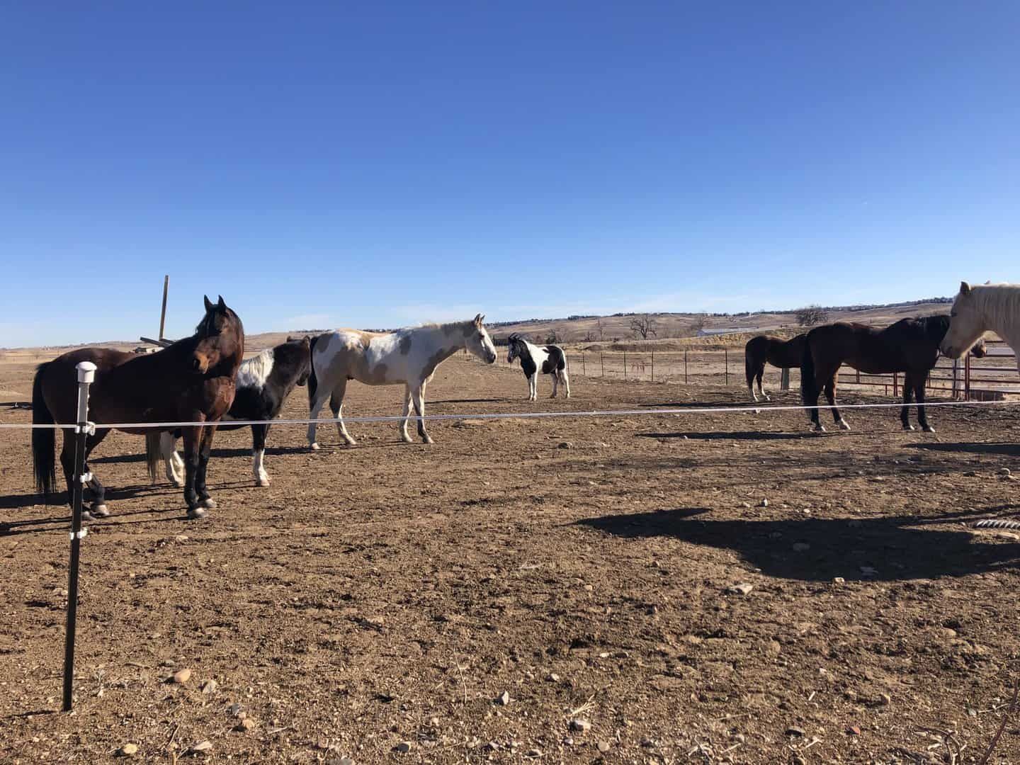 horses at recovery ranch in Boulder, CO