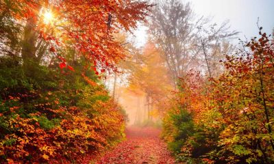 What Is Seasonal Affective Disorder (SAD)?
