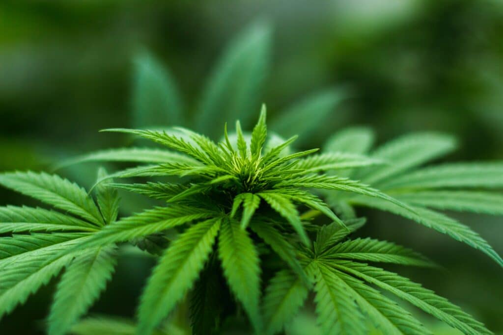 cannabis laws in Colorado