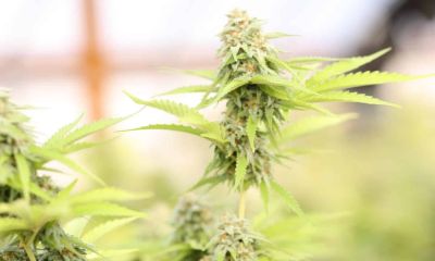 Can You Get Addicted to Marijuana?