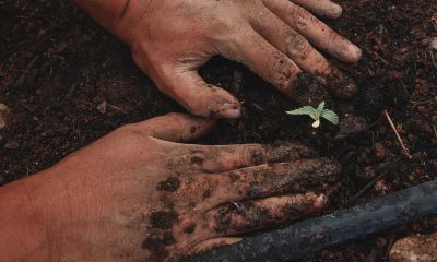 Gardening as Part of Holistic Recovery