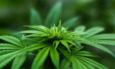 Current Laws in Colorado & Federally Surrounding Cannabis