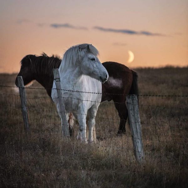 Equine therapy at our Colorado addiction recovery center